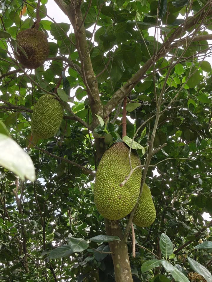 Đất vườn 256m² Khánh Vĩnh - Sổ đỏ chính chủ, kinh doanh sầm uất!