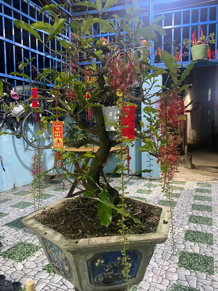 Đất nền An Hòa 1, Tuy Phước 73m² - Full thổ cư, ô tô tới đất!