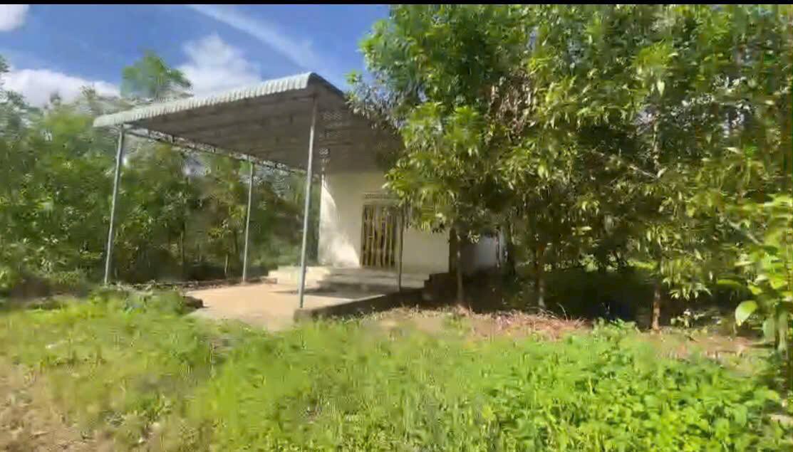 Bán Gấp Farm 12ha Gia Lai - Sổ Đỏ 5.5ha, Giá Tốt