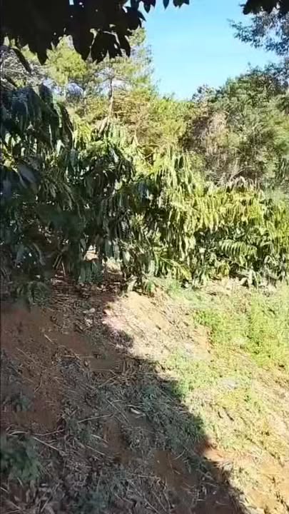 Bán Đất Vườn Cà Phê Đà Loan Đức Trọng 3.6ha Giá Đầu Tư Dài Hạn