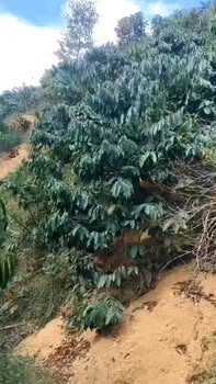 Bán Gấp Đất Vườn 15000m² Đam Rông - Giá Chỉ 450 Triệu