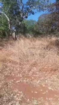 Đất nền Tân Hưng 1.1ha giá 1.2 tỷ - Tiềm năng tăng giá vượt trội!