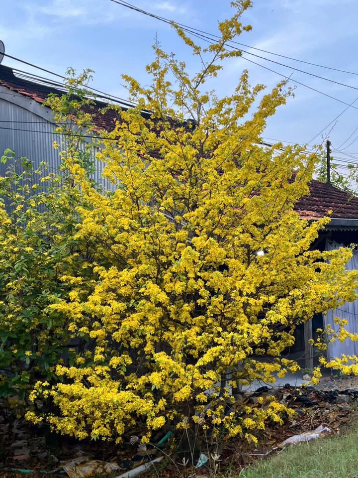 Bán Đất Tặng Nhà Cấp 4 Hẻm 60 Nguyễn Trường Tộ, BMT - 1.59 Tỷ