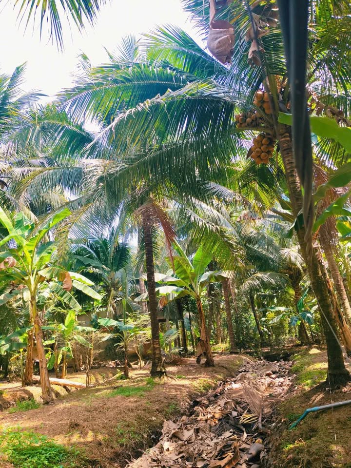 Đất vườn Phú Túc Bến Tre 5600m² - Nghỉ dưỡng lý tưởng!