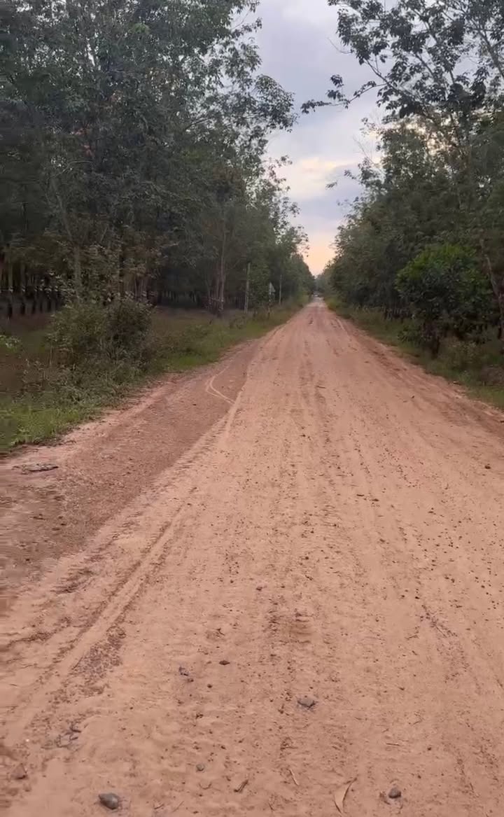 Hợp tác Trồng Rừng 3900ha Tân Thành, Tây Ninh - Cơ hội đầu tư hấp dẫn