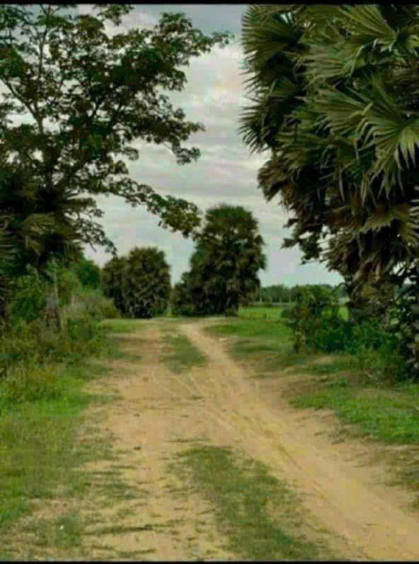 Bán Gấp Đất Vườn Mặt Tiền Trà Vinh 2709m² Giá 6xx Triệu - Sổ Đỏ Sẵn Sàng