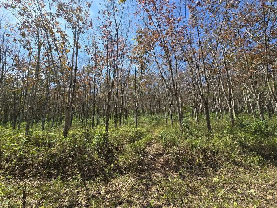 Farm 12.5 Ha Đắk Nông - Sổ Đỏ CLN, Trồng Cà Phê, Sầu Riêng, Cao Su, Giá 17.5 Tỷ