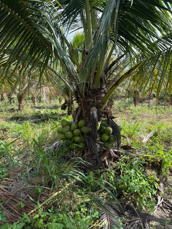 Đất vườn Ea Sô Ea Kar 20.000m² giá 3.5 tỷ - Sinh thái xanh, thu nhập khủng