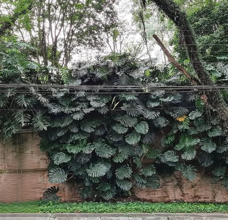 Đất Vườn Đắk Lắk 320m² - Mặt Tiền 10m Giá 1.68 Tỷ