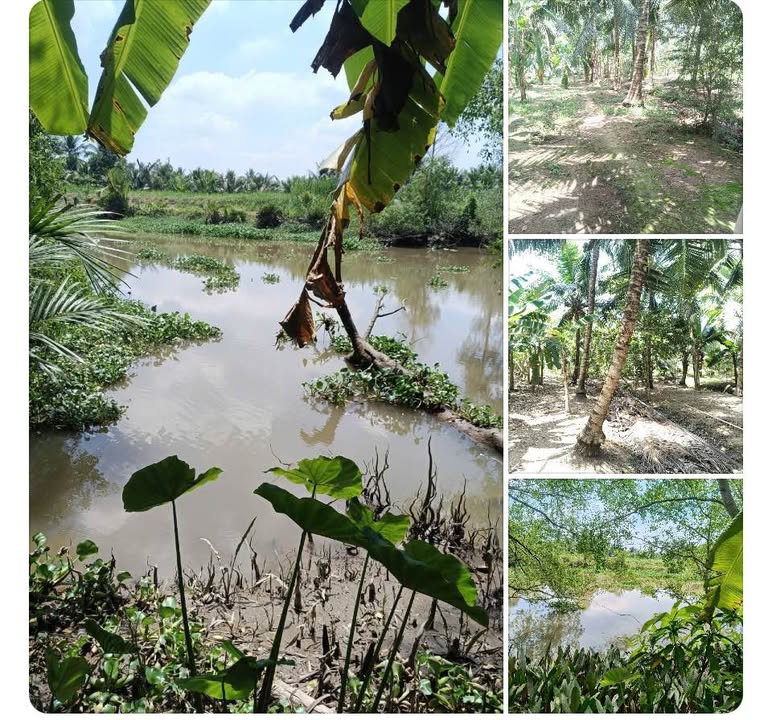 Bán Đất Vườn Mặt Tiền Sông Ba Lai 5600m² Bến Tre - Giá Đầu Tư