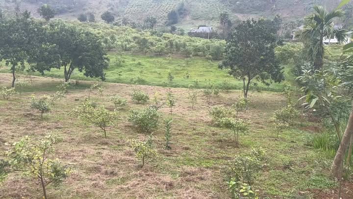 Đất Vườn Tuyên Quang 25.000m² - Tiềm năng Trang trại & Nghỉ dưỡng