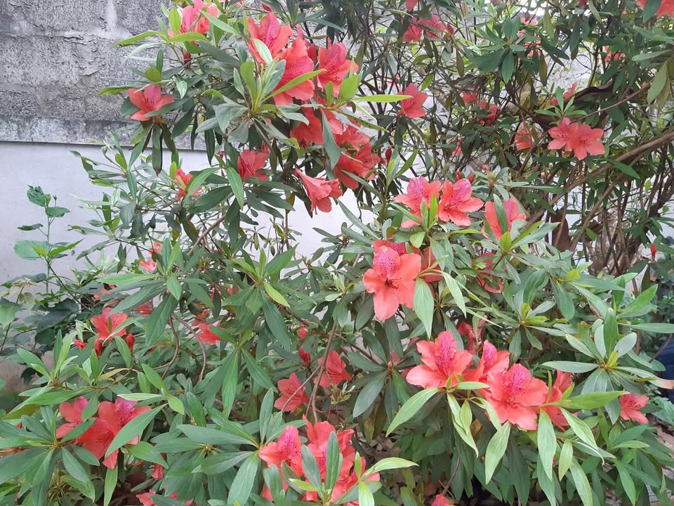 Đất nền Tân Liên Hướng Hóa 1357m² giá 6xx triệu - Sổ hồng sẵn!