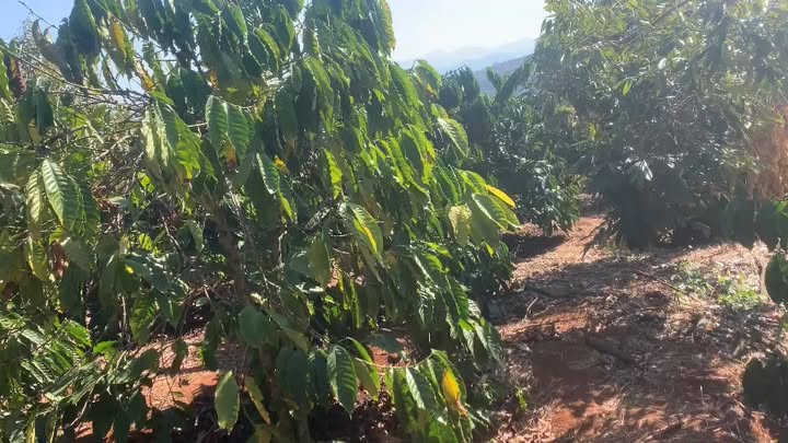 Bán đất rẫy Krông Nô Đắk Nông 2ha giá 2.2 tỷ - Nghỉ dưỡng lý tưởng