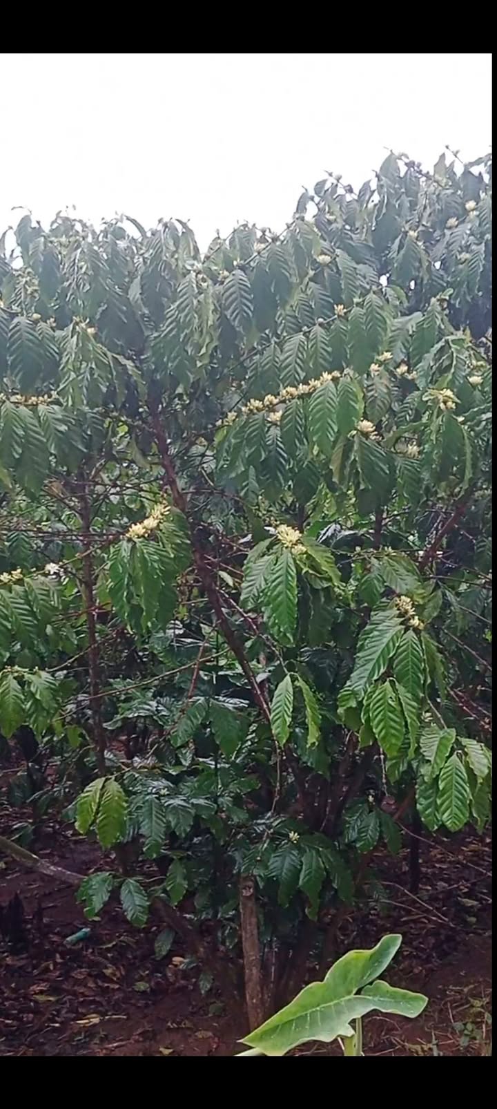 Đất nền Tân Lâm, Di Linh 2880m² - Tiềm năng tăng giá, 2.8 tỷ