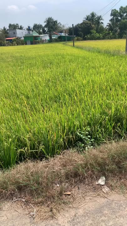 Đất nền Mỹ Yên, Bến Lức 2000m² giá 6.8 tỷ - Pháp lý rõ ràng