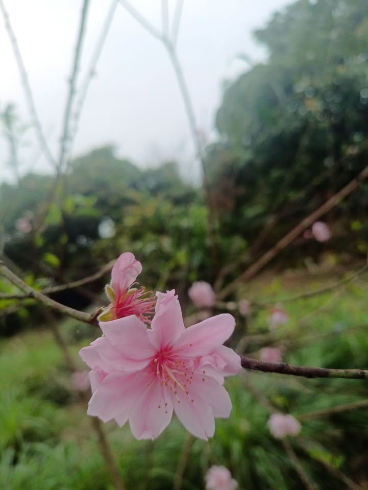 Bán nhà 3 tầng Phường Trần Phú 43m² giá 1.39 tỷ - Ô tô vào tận nhà!