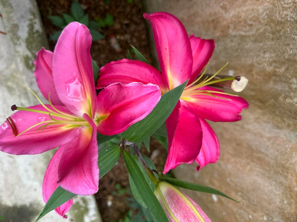 Căn hộ Seaview Vũng Tàu 51m² - Bàn giao ngay, ở liền!