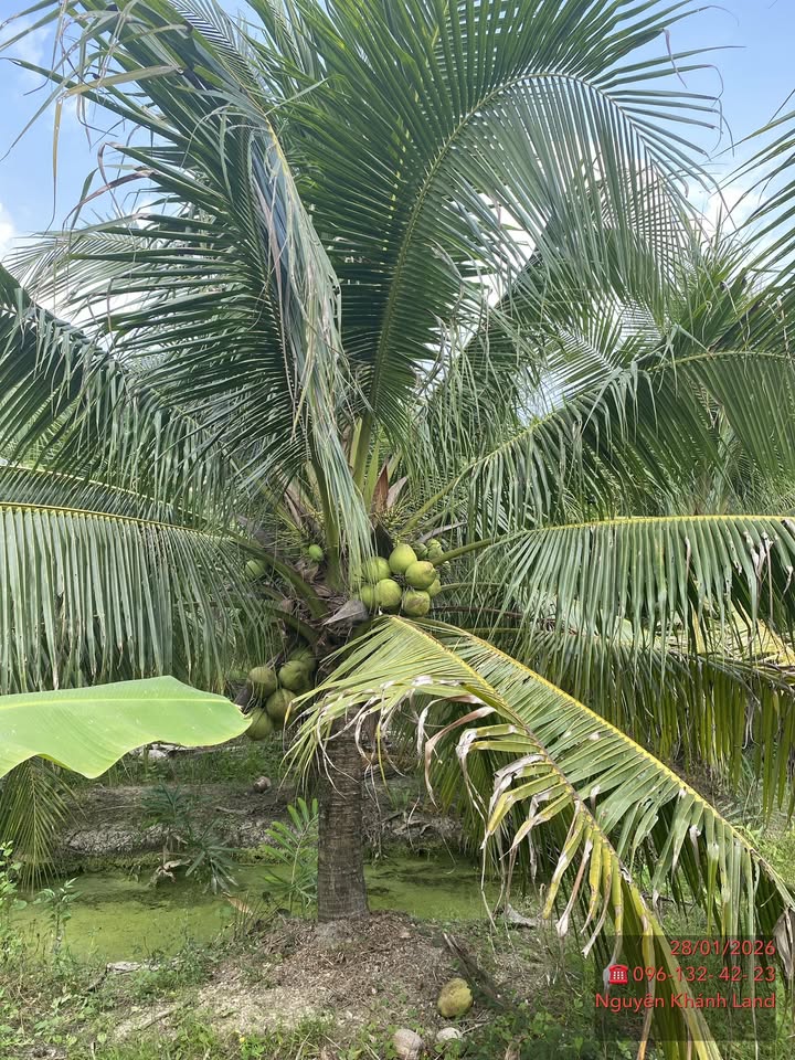 Đất Vườn Dừa Bến Tre 2800m² - Giá Tốt 2.3 Tỷ, Sẵn Sàng Đầu Tư