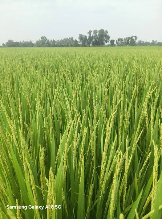 Đất Nền Ấp Thới Hòa A, Thới Tân 5857m² - Tiềm Năng Tăng Giá Vượt Trội