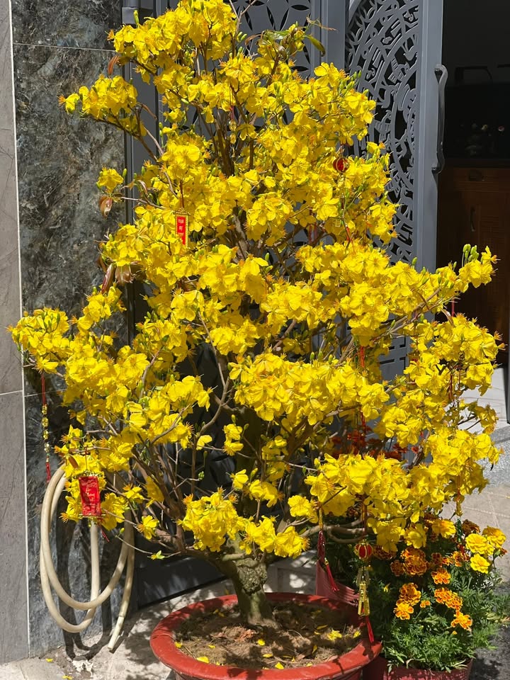 Căn hộ dịch vụ Âu Cơ 39m² - Dòng tiền ổn định 40 triệu/tháng