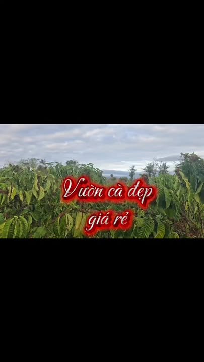 Farm Cà Phê Gia Lai 1.2ha - Vườn Tơ Kinh Doanh, Sẵn Sàng Sinh Lời Ngay!