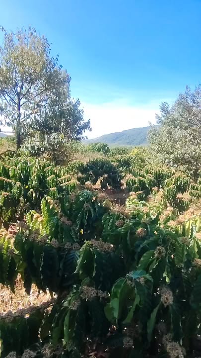 Bán đất vườn Ia Bă, Ia Grai 9.200m² - Sầu riêng kinh doanh giá tốt