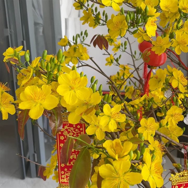 Đất nền Tân Châu 80m² giá 130 triệu - Sổ hồng sẵn, giá rẻ hiếm có!