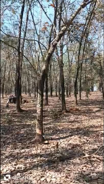 Đất Farm Bù Đốp Bình Phước 2.2ha – Sổ hồng rõ ràng, đầu tư sinh lời!