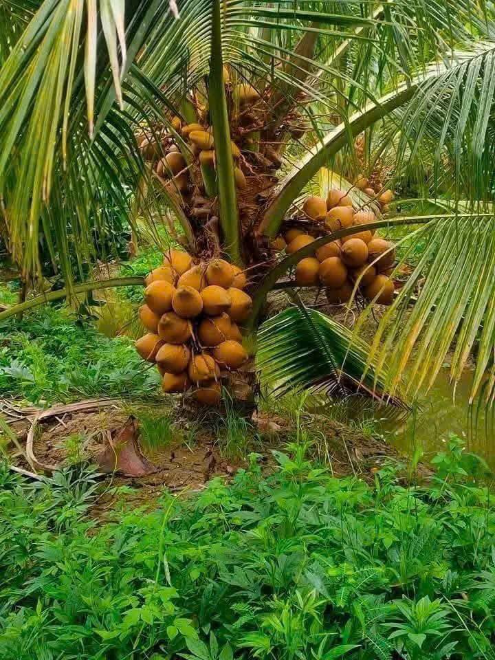 Bán 324m² Đất Vườn Chợ Gạo Tiền Giang 650 Triệu - Sổ Hồng Sẵn!