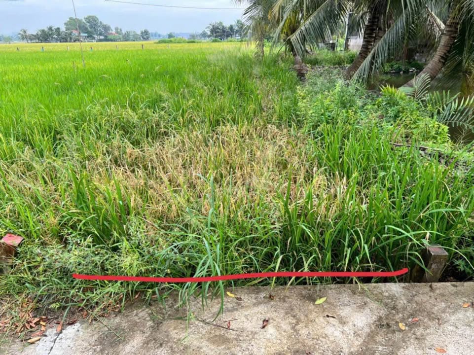 Đất nền Bình Trinh Đông, Tân Trụ 78m² - Tiềm năng tăng giá!