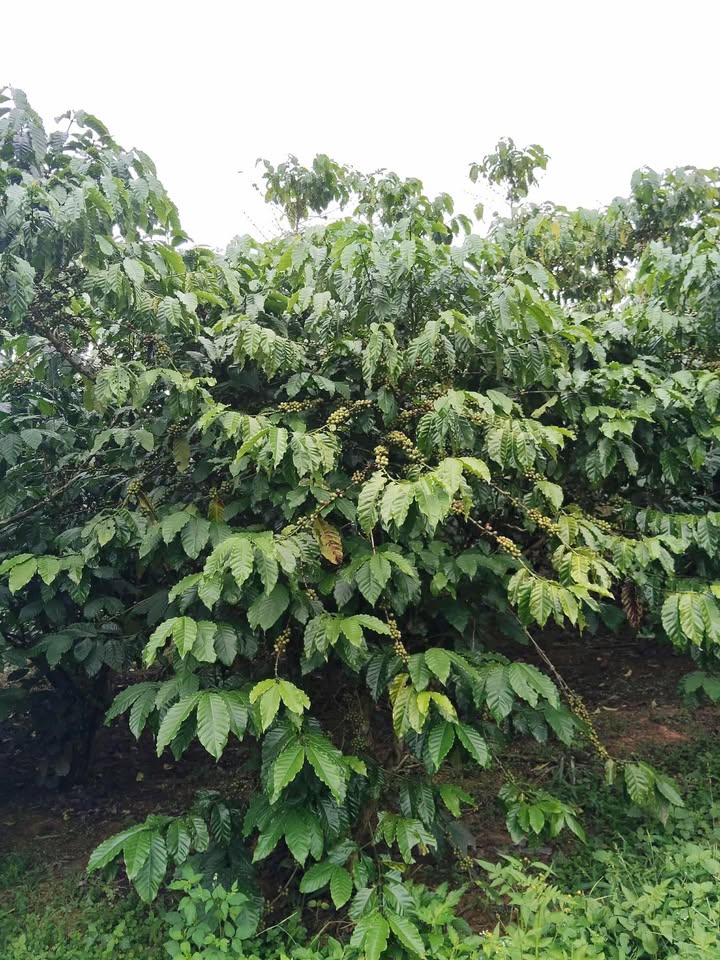 Đất nền Di Linh 2592m² - Mặt tiền lớn, sẵn thổ cư