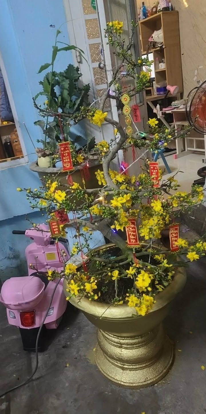 Nhà phố Hòa Minh 3 tầng 84m² giá 5 tỷ - Sẵn sàng ở ngay!