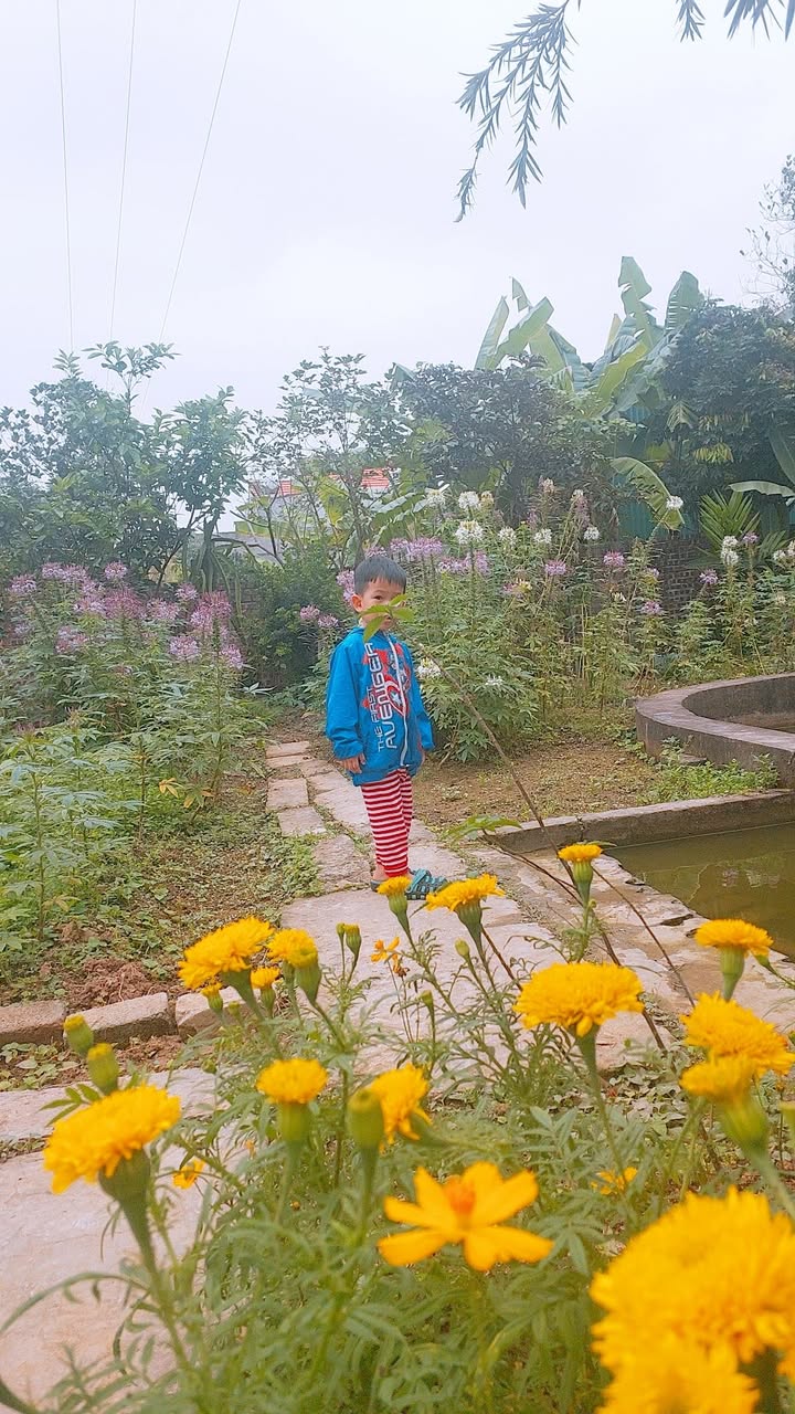 Đất nền Tứ Kỳ Hải Dương 203m² - Sổ đỏ chính chủ, tiềm năng sinh lời!