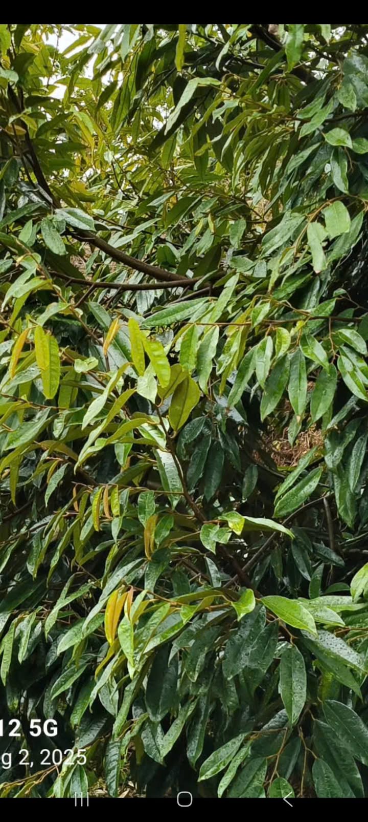 Bán Đất Vàng Tuy Đức 1908m² - Ngay TT, Sổ Hồng Chính Chủ