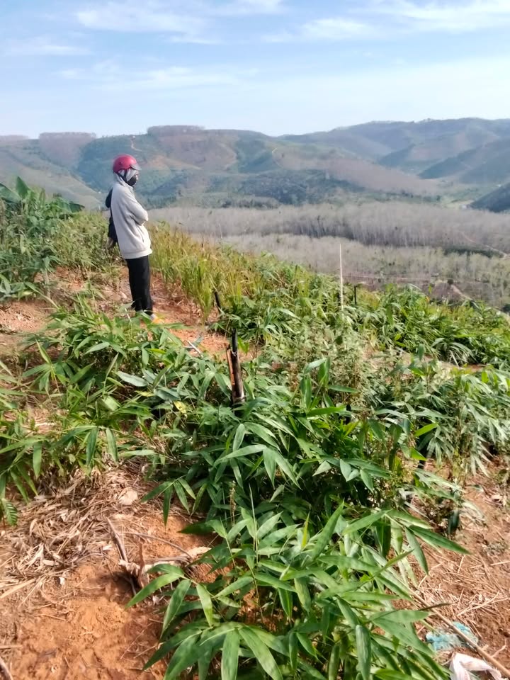 Đất rẫy Nâm Nung Krông Nô 1.6ha giá 260 triệu - Đầu tư cực tốt