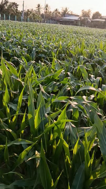 Bán Gấp Rẫy Vườn 3.676m² Ninh Hòa, Khánh Hòa - Giá Tốt Đầu Năm