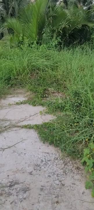 Bán Đất Vườn Bến Tre 500m² Giá Chỉ 200 Triệu - Sẵn Sổ