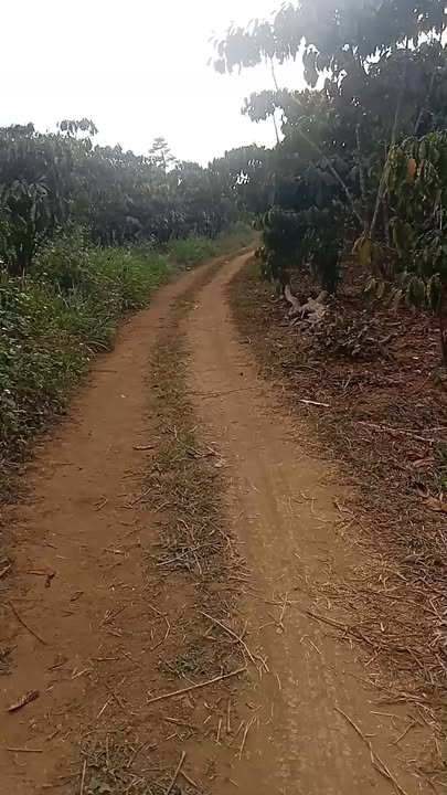 Đất Vườn Lộc Thắng Bảo Lâm 6300m² Giá 520 Triệu - Nghỉ Dưỡng Lý Tưởng!