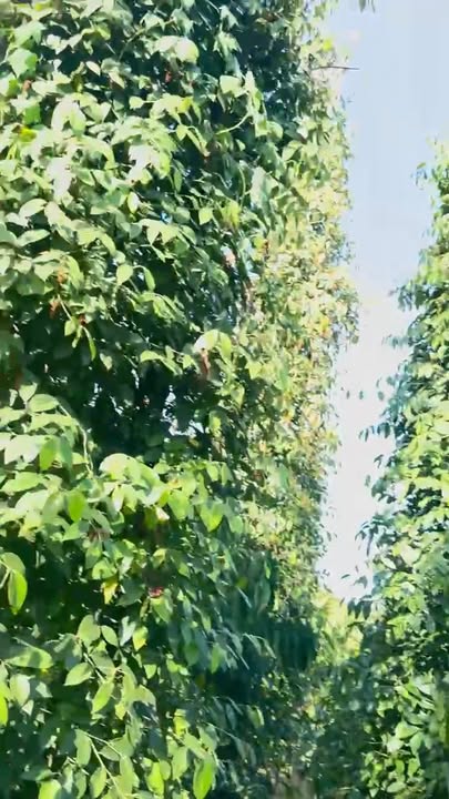 Bán Gấp Đất Vườn 1200m² Kim Long, Châu Đức - Sổ Đỏ Riêng, Thu Hoạch Cà Phê, Tiêu