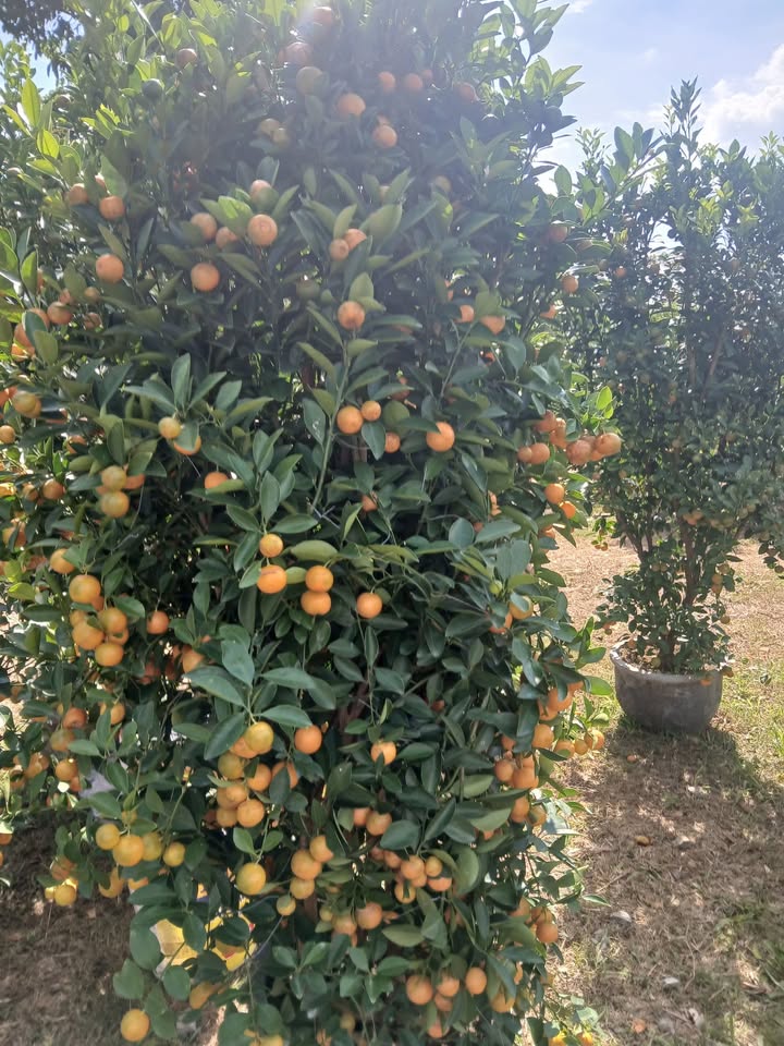 Đất nền Bảo Lâm 6000m² giá 1.2 tỷ - Tiềm năng tăng giá vượt trội!