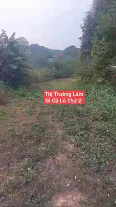 Đất Trại Văn Hán 5ha Thái Nguyên - Đầu tư dài hạn, sinh lời vượt trội!