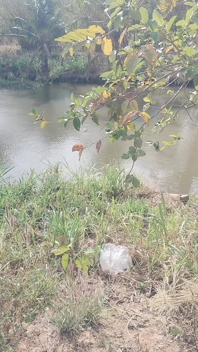 Bán Đất Rẫy Ea H'leo Đắk Lắk 12.000m² Giá 320 Triệu - Đầu Tư Dài Hạn