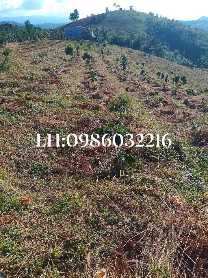 Đất vườn cà phê 1ha TP Gia Nghĩa 920 triệu - Đầu tư dài hạn