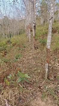 Đất vườn Đắk Hà Kon Tum 1.1ha giá 235 triệu - Đầu tư dài hạn