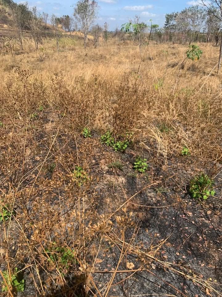 Đất vườn Ea Tir Ea H'leo 20.000m² 650 triệu - Nghỉ dưỡng lý tưởng