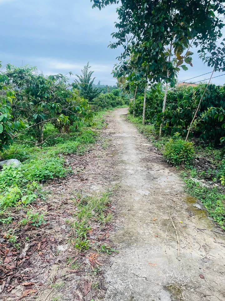 Bán Đất Rẫy Đắk Mâm Krông Nô 1ha Giá 2.9 Tỷ - Nghỉ Dưỡng Lý Tưởng!