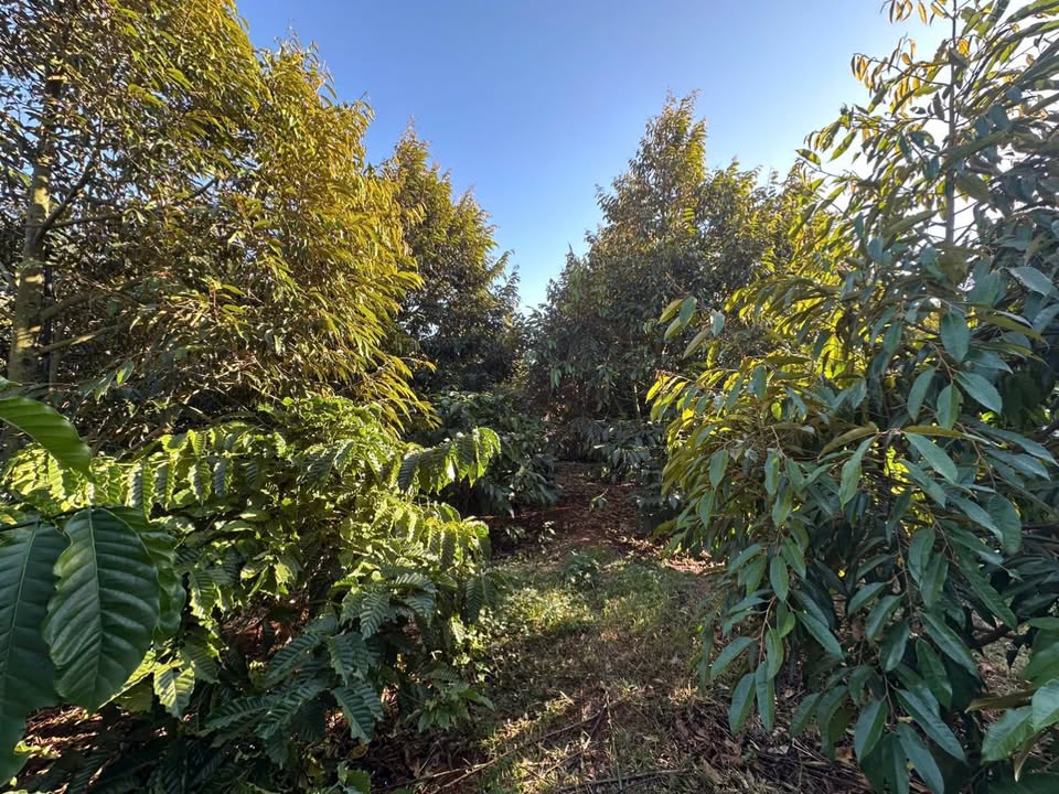 Bán Trang Trại 1.8ha Tại Hải Yang Đăk Đoa 4.6 Tỷ - Thu Hoạch Ngay!