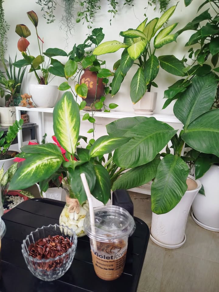 Đất nền Nghĩa Thuận Tư Nghĩa 150m² giá 390 triệu - Sổ đỏ thổ cư 100%