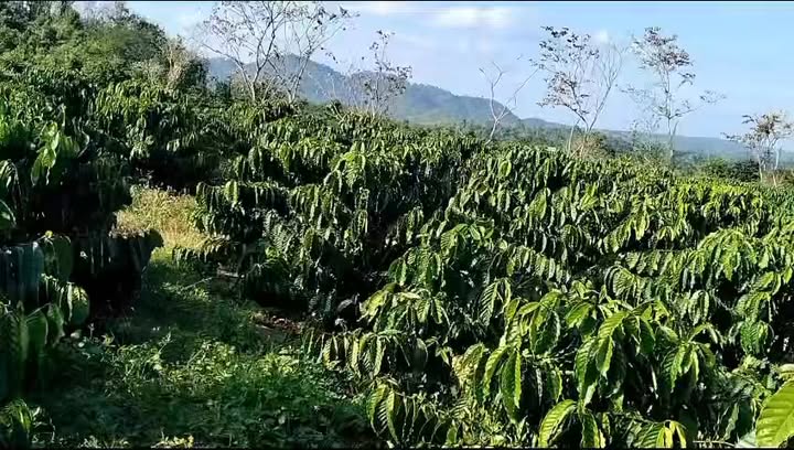 Đất nền Đức Xuyên 15.000m² giá 2.4 tỷ - Sổ đỏ chính chủ!