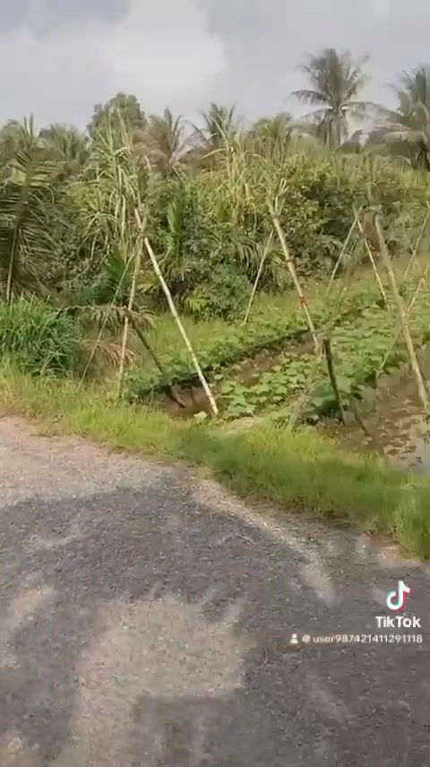 Đất nền Bình Phú, Càng Long, Trà Vinh 10.000m² - Sổ đỏ chính chủ